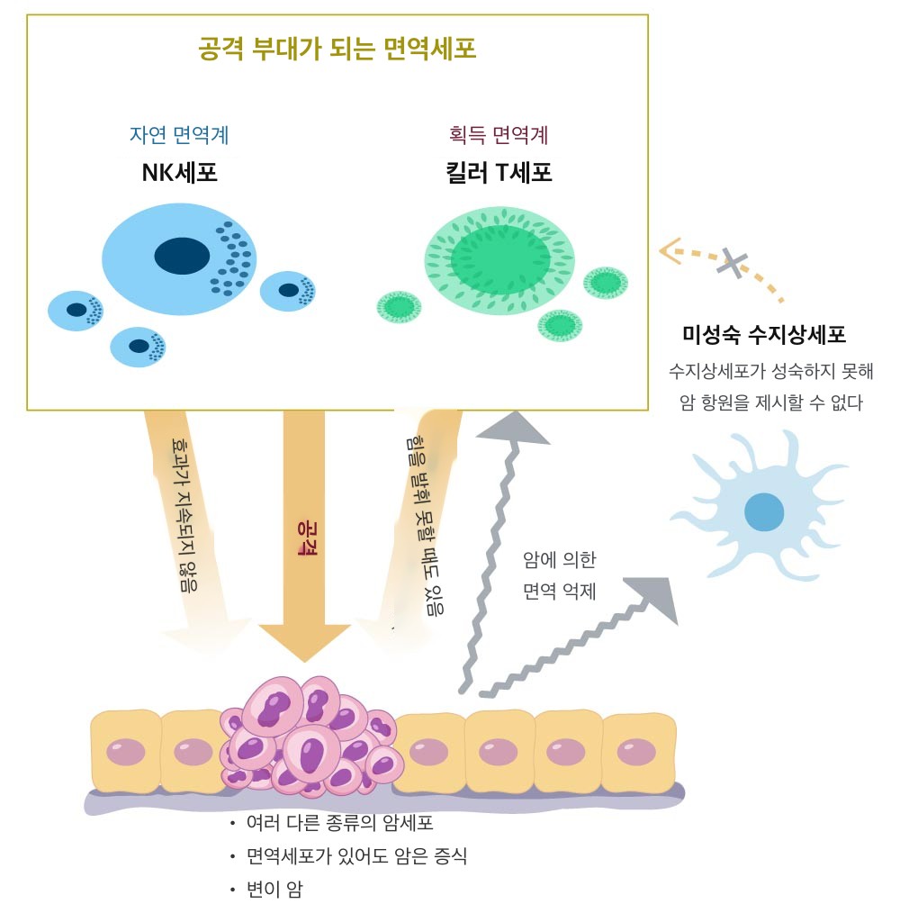 면역세포 이미지