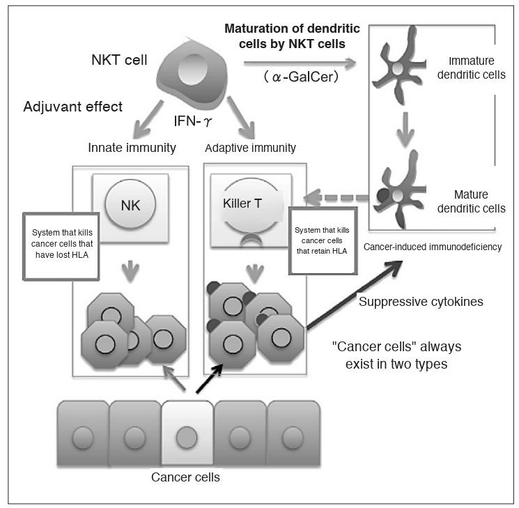 Mechanism of NKT cell-targeted therapy
