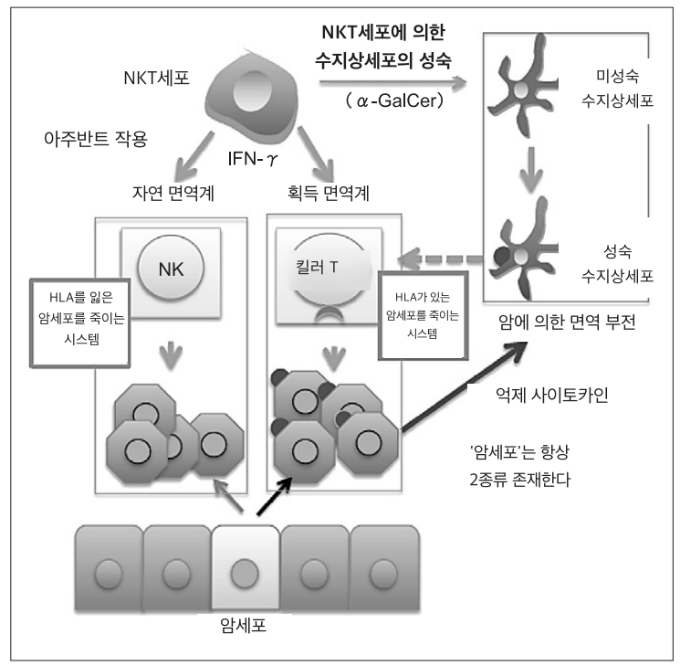 NKT세포 표적치료의 기전 그림