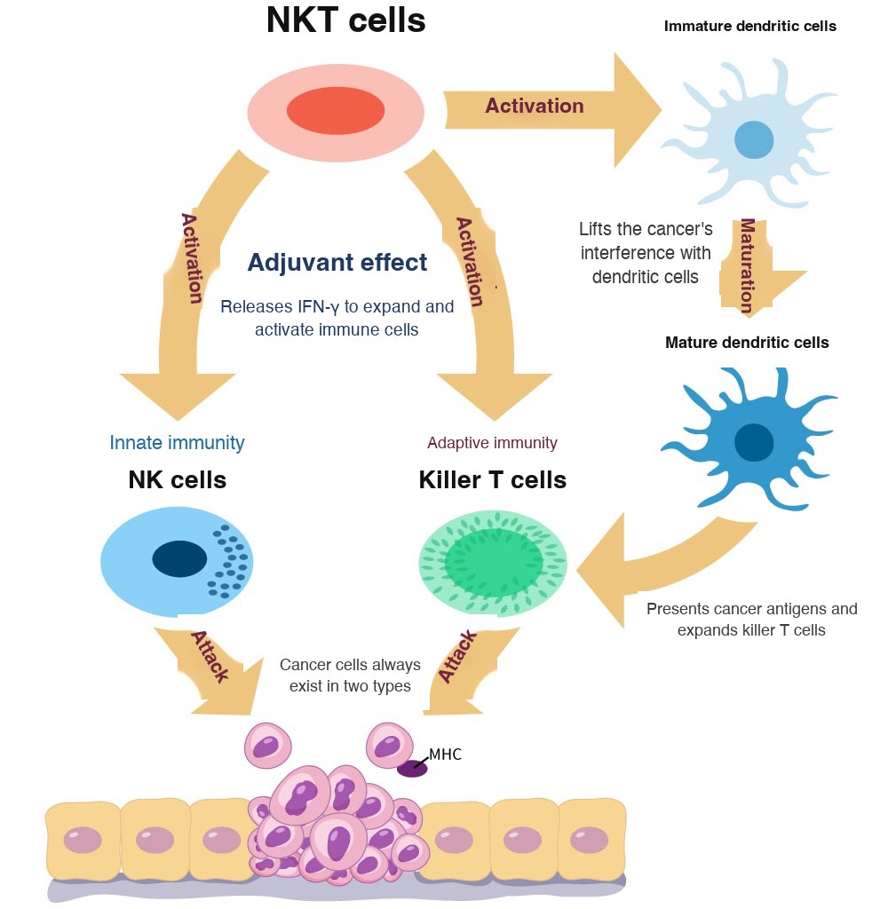 Immune cells