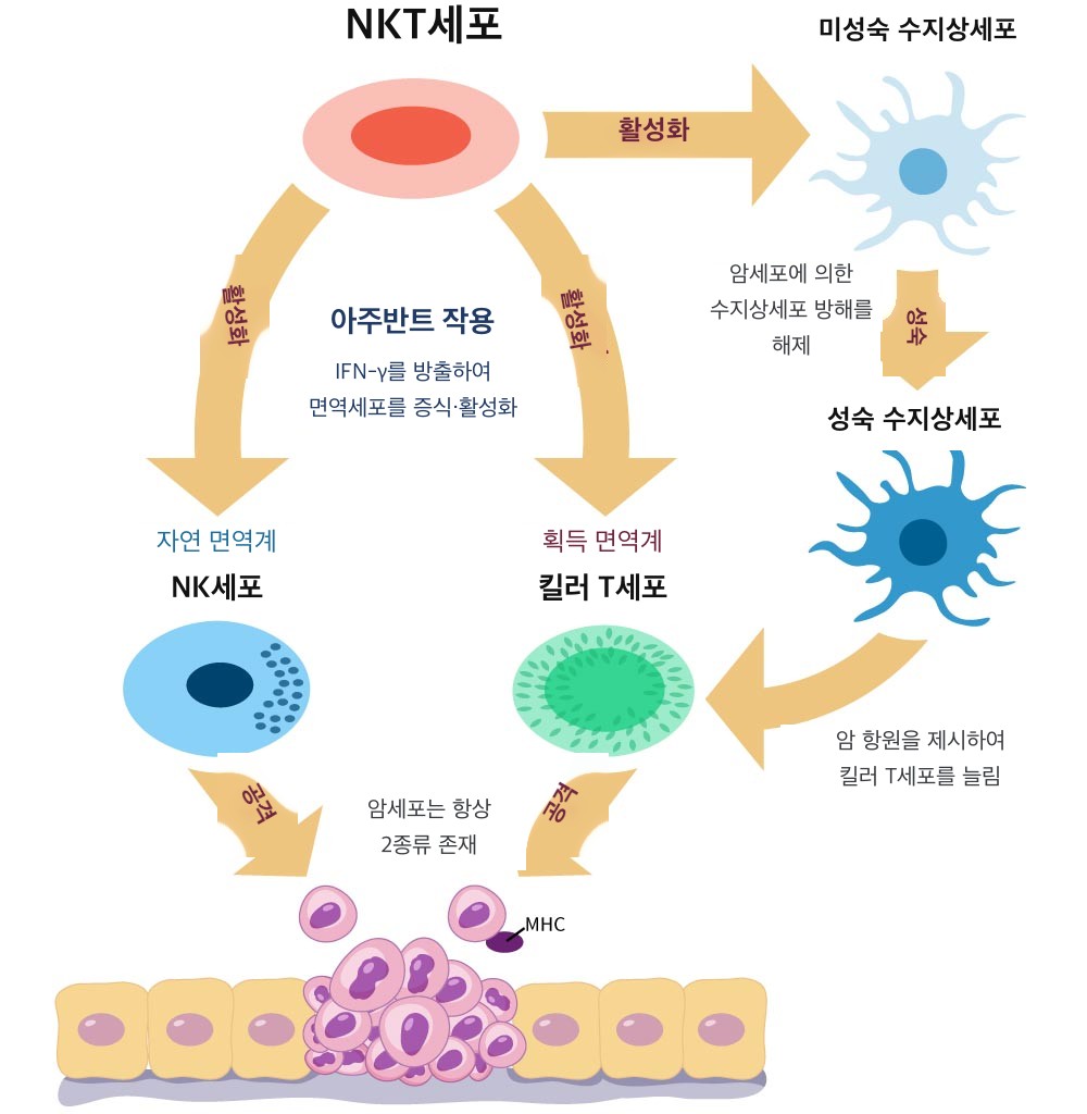 면역세포 이미지