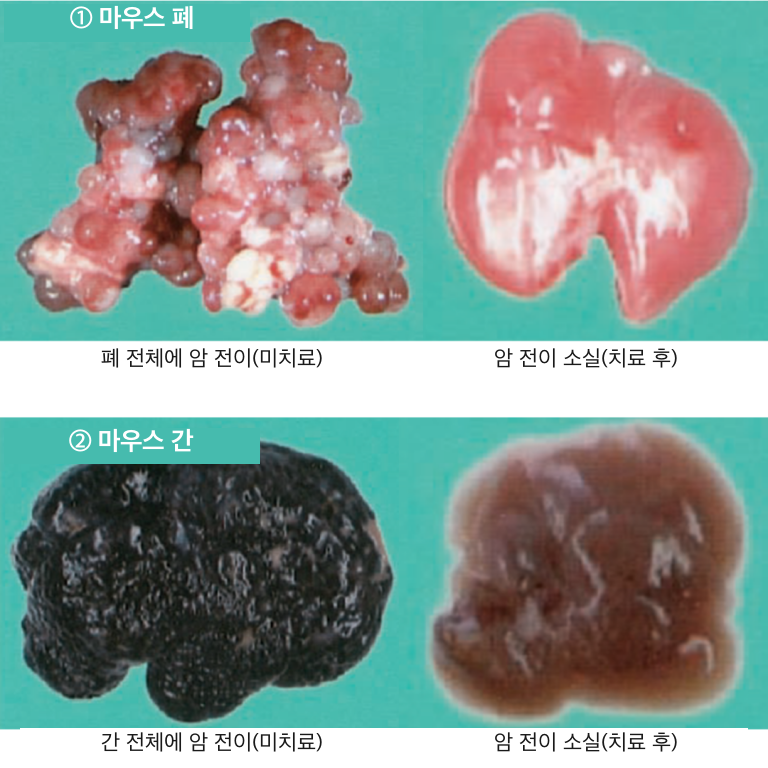 동물실험 결과 그래프