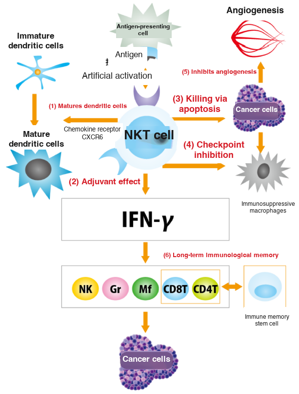 Activation pathway and functions of NKT cells
