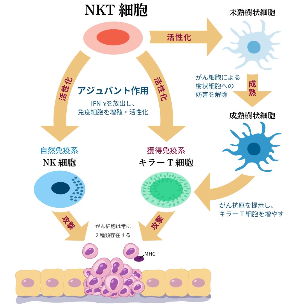 免疫細胞のイメージ図