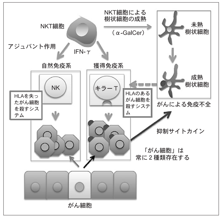 がん細胞を攻撃するNKT細胞のイメージ