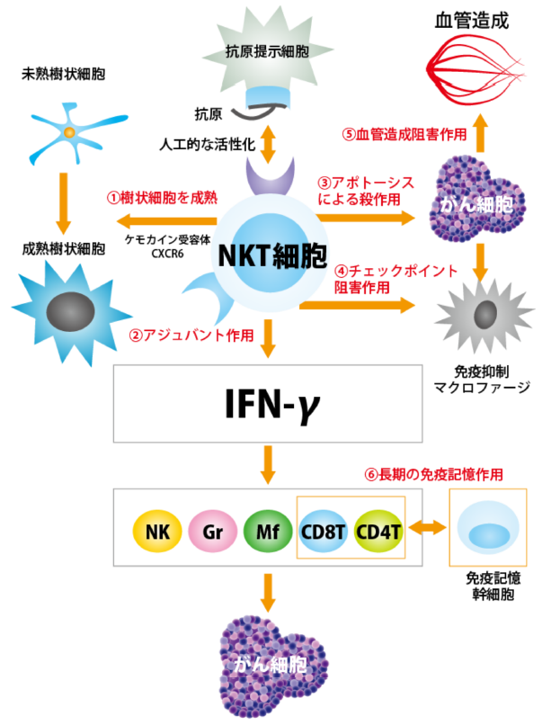 がん細胞を攻撃するNKT細胞のイメージ
