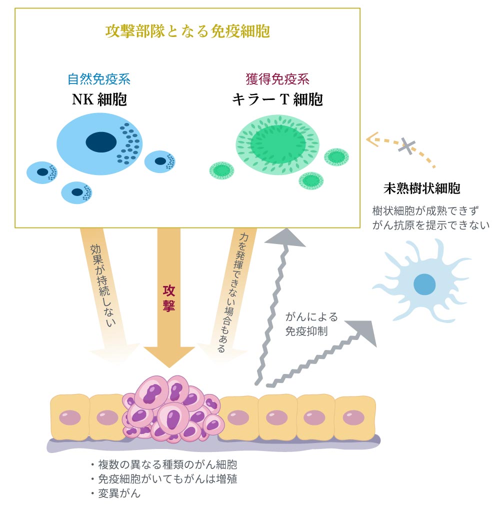 免疫細胞のイメージ図