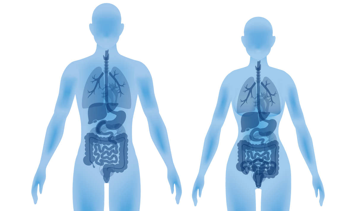 人体(イラスト)